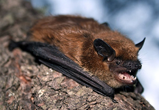 Eptesicus fuscus pallidus