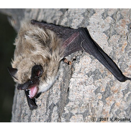 Гобийский кожанок (Eptesicus gobiensis) Фото №2