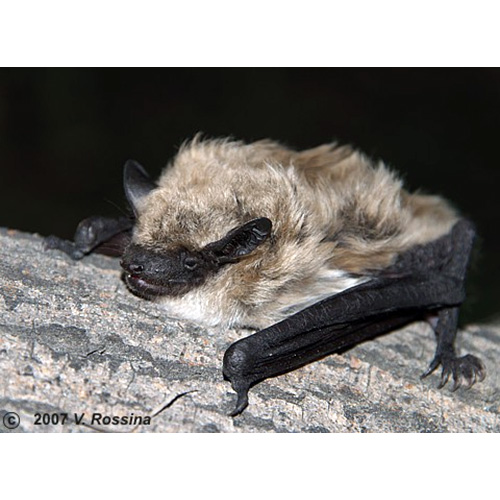 Гобийский кожанок (Eptesicus gobiensis) Фото №3