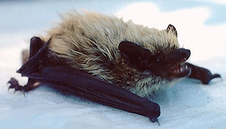 Eptesicus gobiensis bobrinskoi