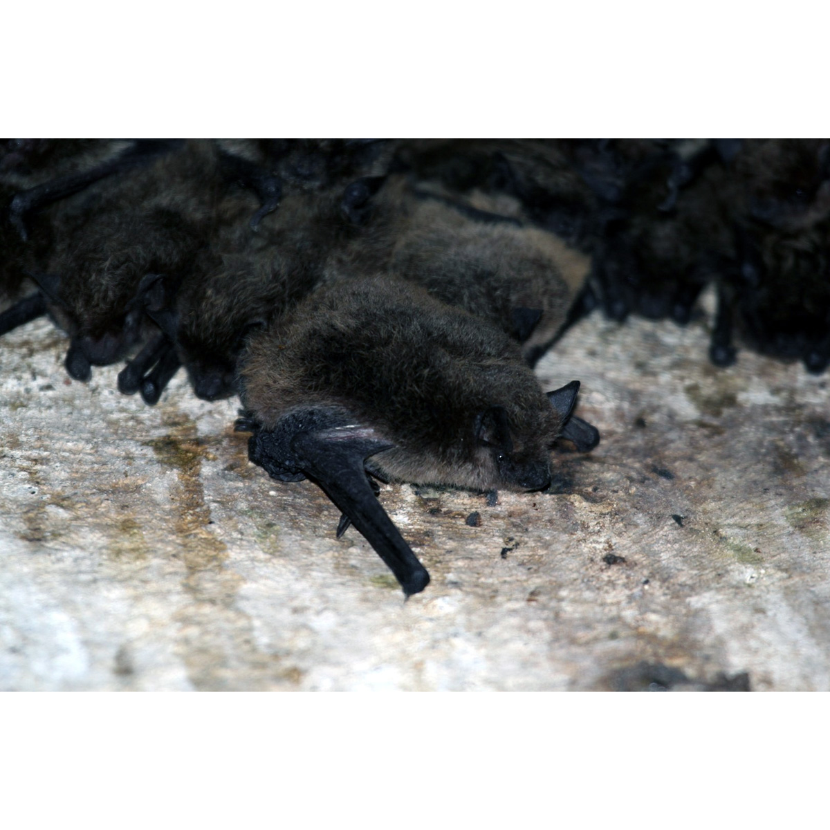 Длиннохвостый кожан (Eptesicus hottentotus) Фото №2