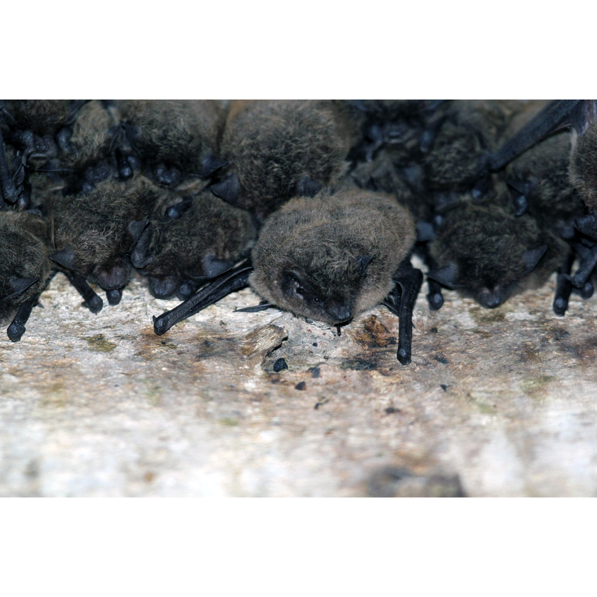 Длиннохвостый кожан (Eptesicus hottentotus) Фото №3