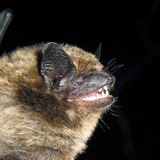 Длиннохвостый кожан (Eptesicus hottentotus) Фото №5