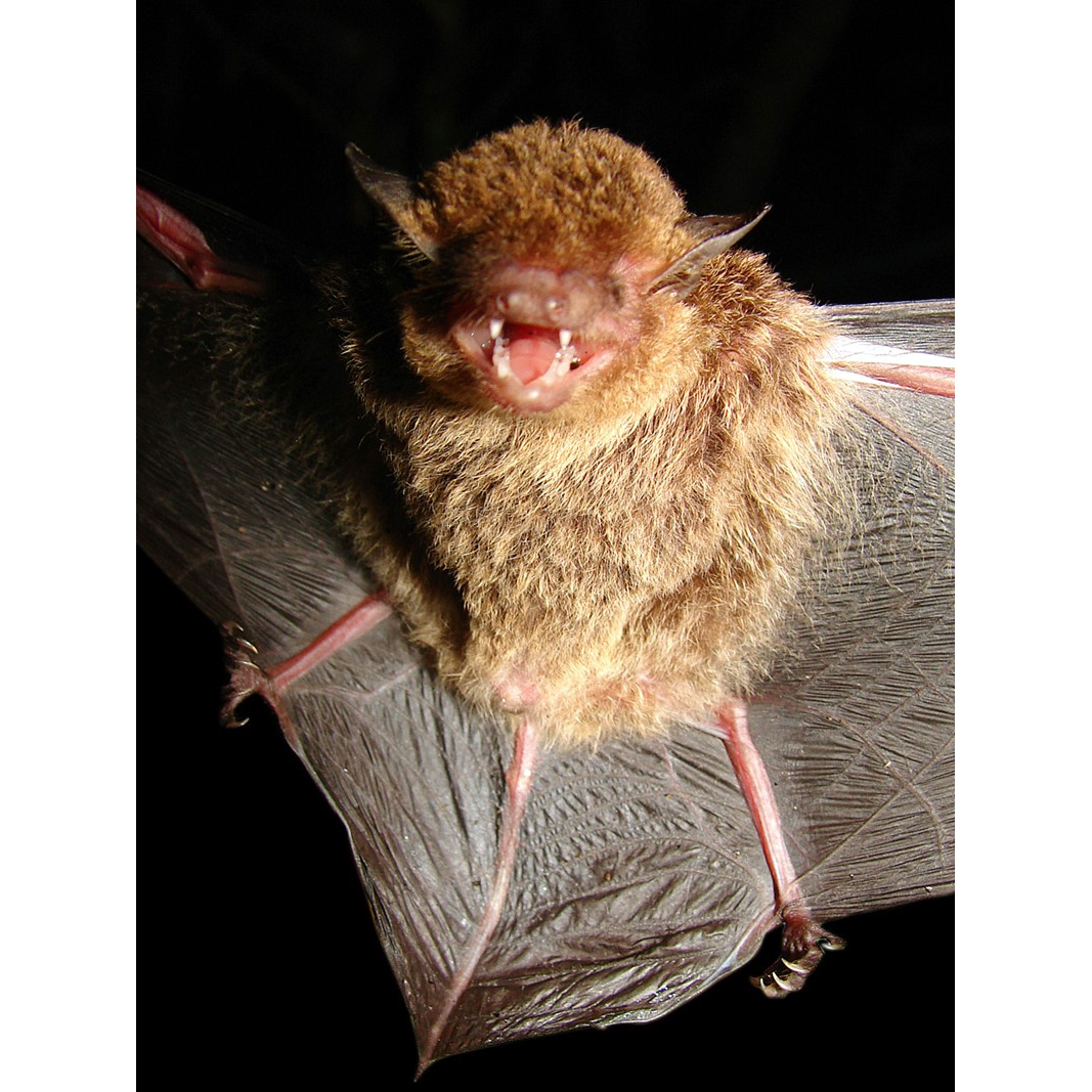 Безвредный кожан (Eptesicus innoxius) Фото №2
