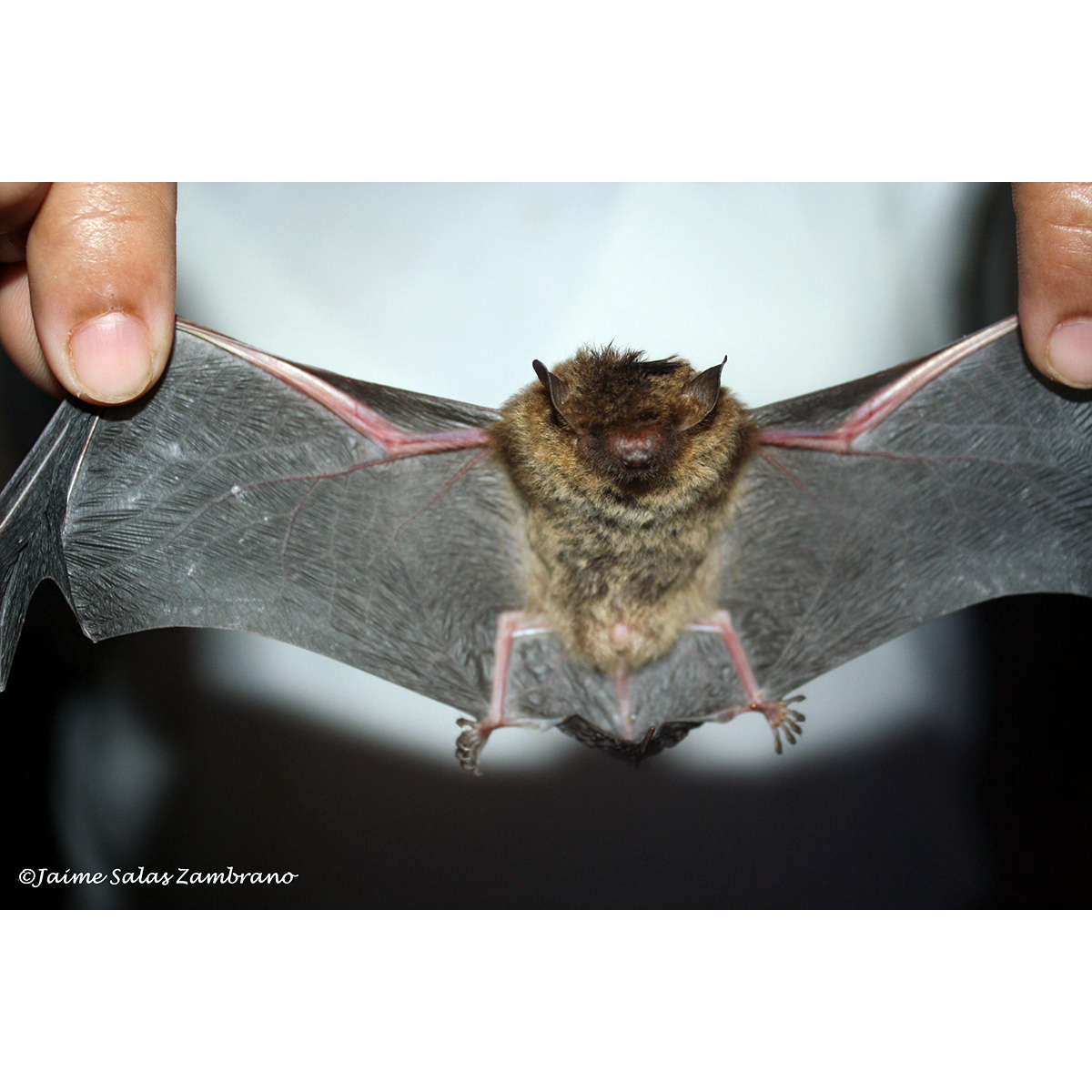 Безвредный кожан (Eptesicus innoxius) Фото №3