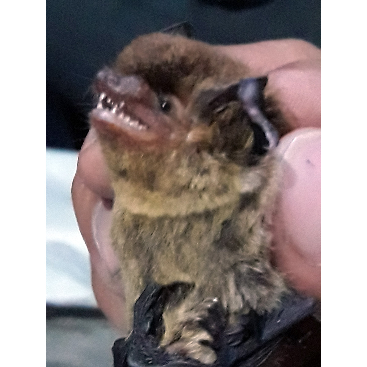 Безвредный кожан (Eptesicus innoxius) Фото №5