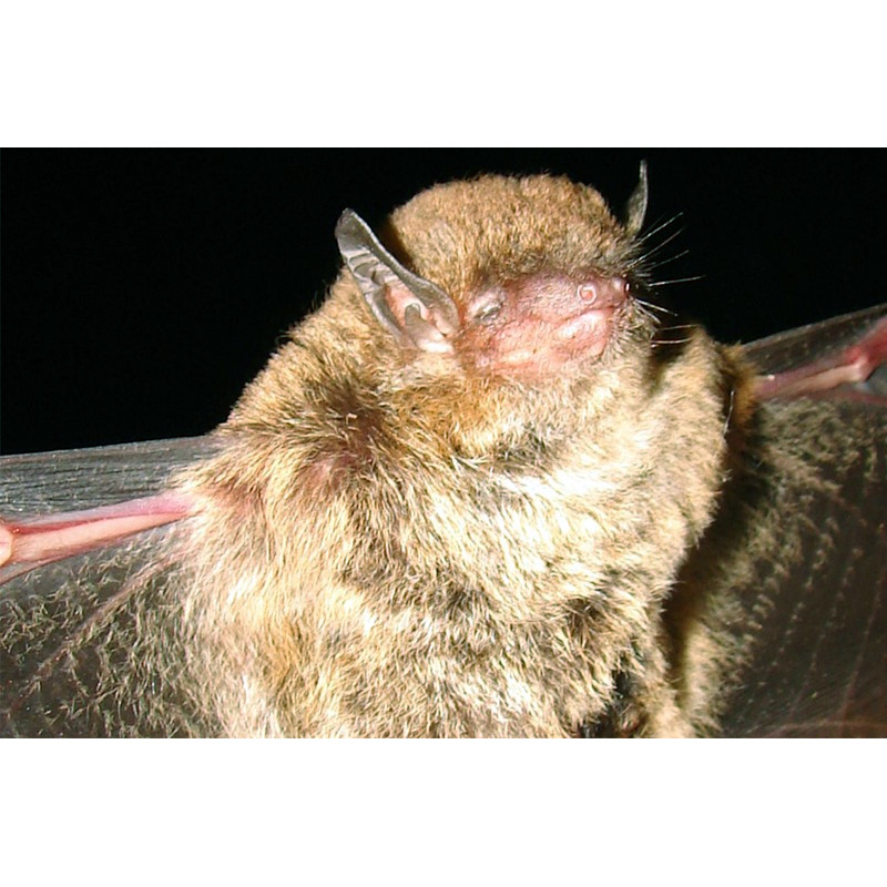 Безвредный кожан (Eptesicus innoxius) Фото №6
