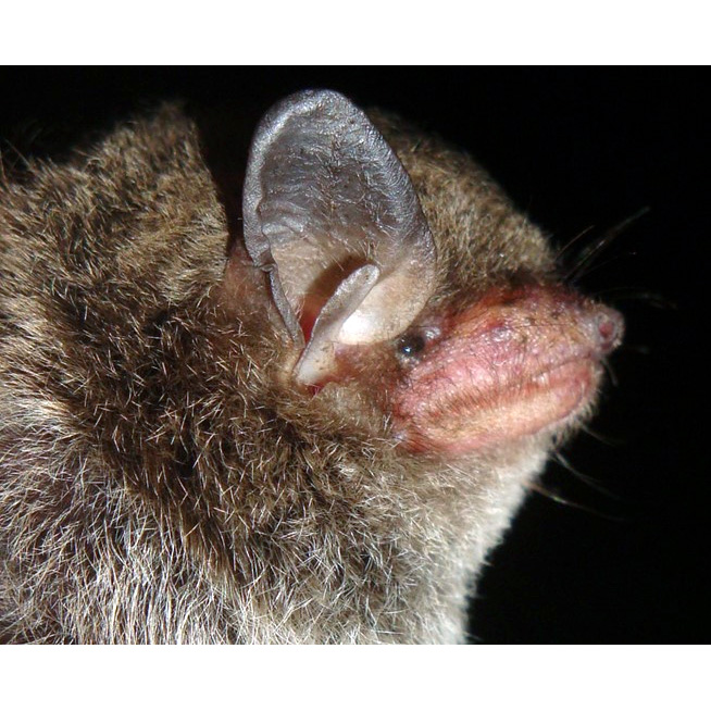 Безвредный кожан (Eptesicus innoxius) Фото №7