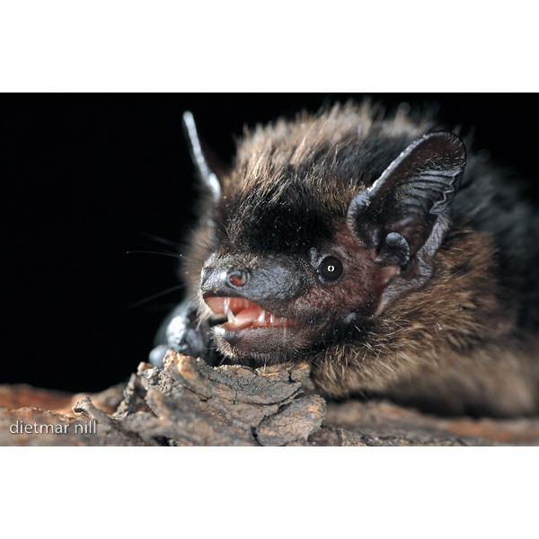 Северный кожанок (Eptesicus nilssonii) Фото №10