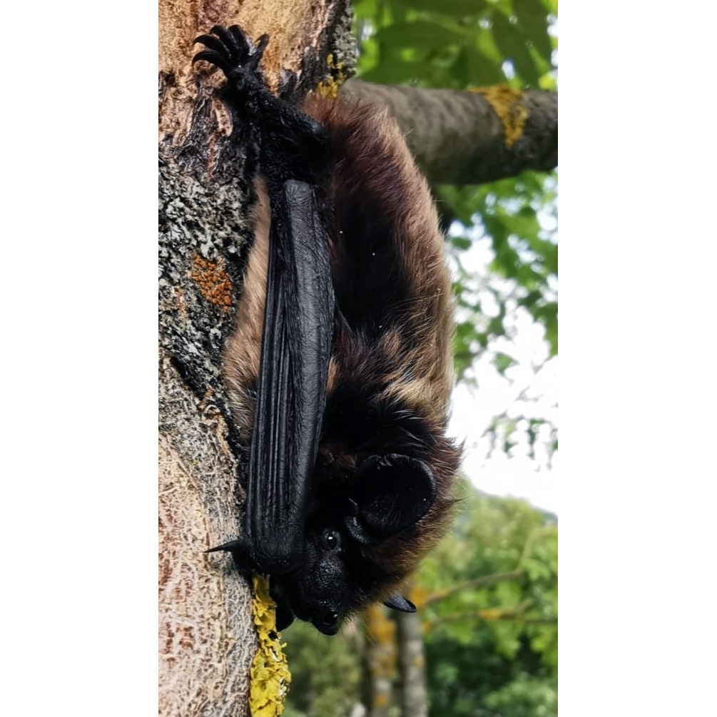 Северный кожанок (Eptesicus nilssonii) Фото №3