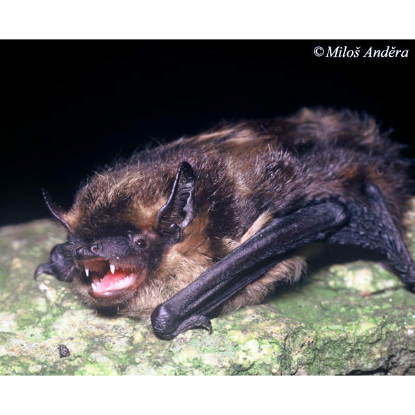 Северный кожанок (Eptesicus nilssonii) Фото №5