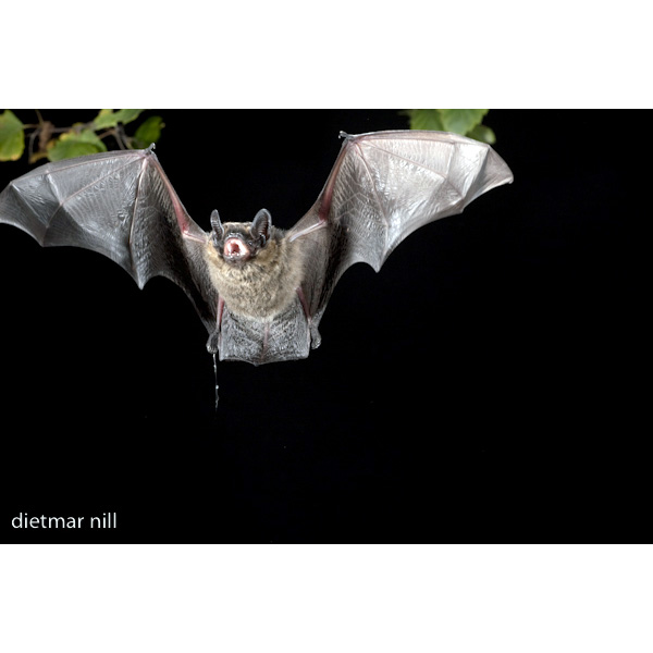 Северный кожанок (Eptesicus nilssonii) Фото №7