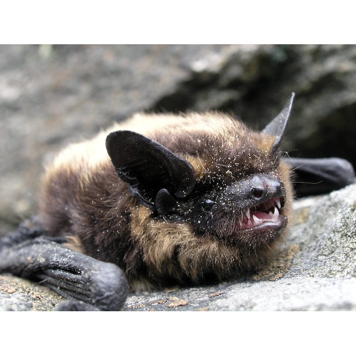 Северный кожанок (Eptesicus nilssonii) Фото №9