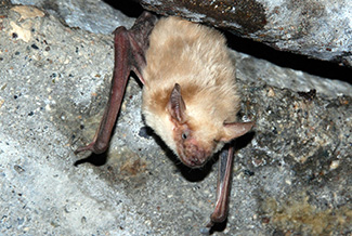 Eptesicus serotinus turcomanus