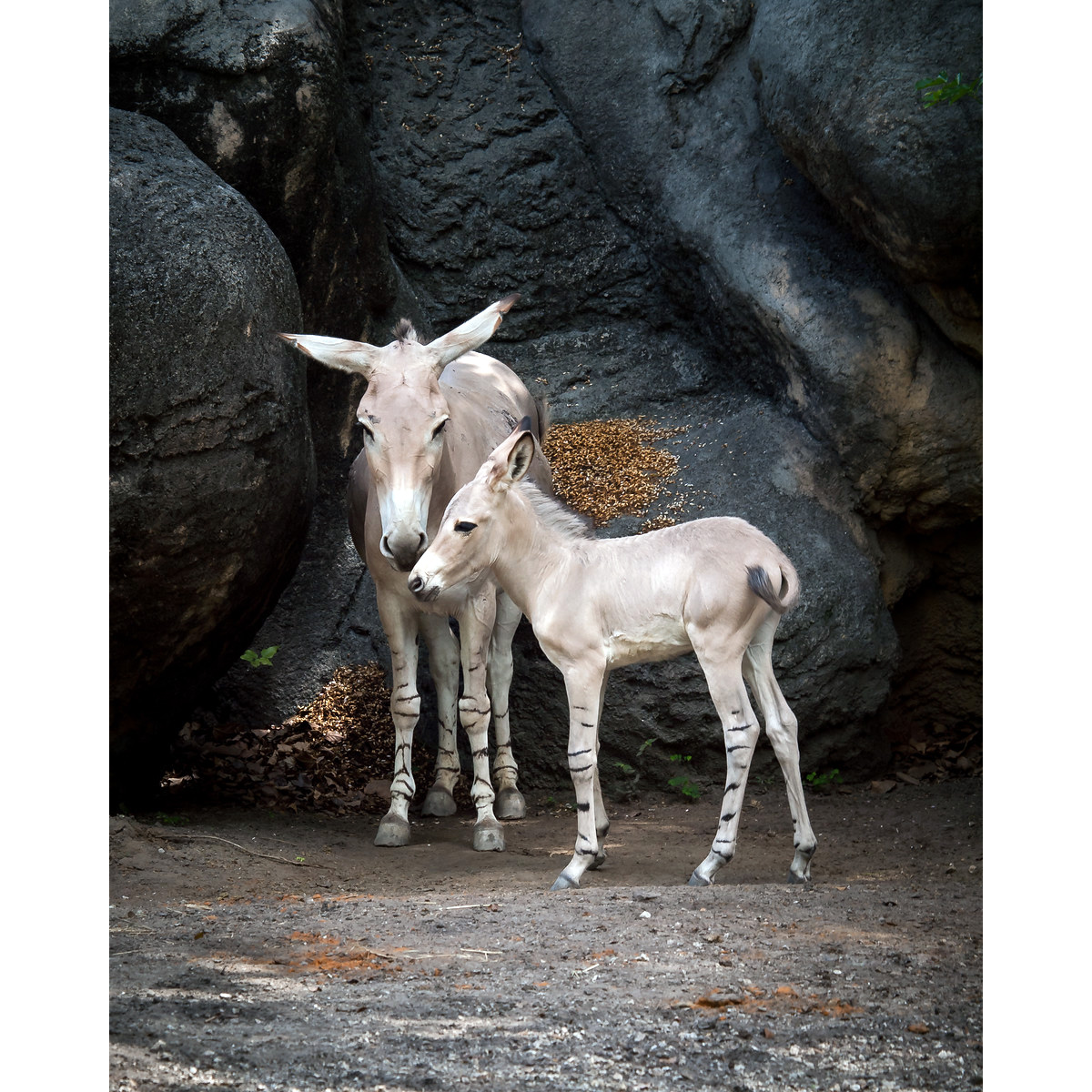 Дикий осёл (Equus africanus) Фото №8