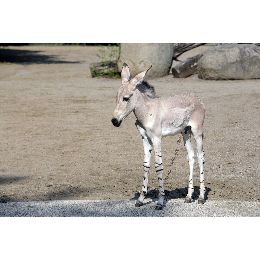 Дикий осёл (Equus africanus) Фото №9
