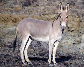 Equus africanus africanus