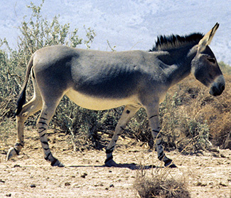Equus africanus somaliensis