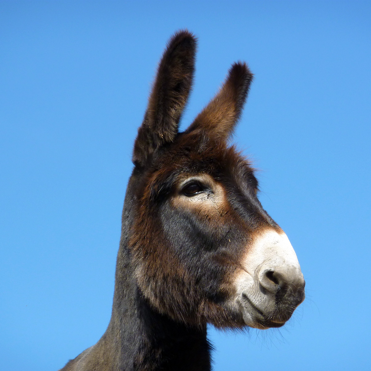 Домашний осёл (Equus asinus) Фото №10