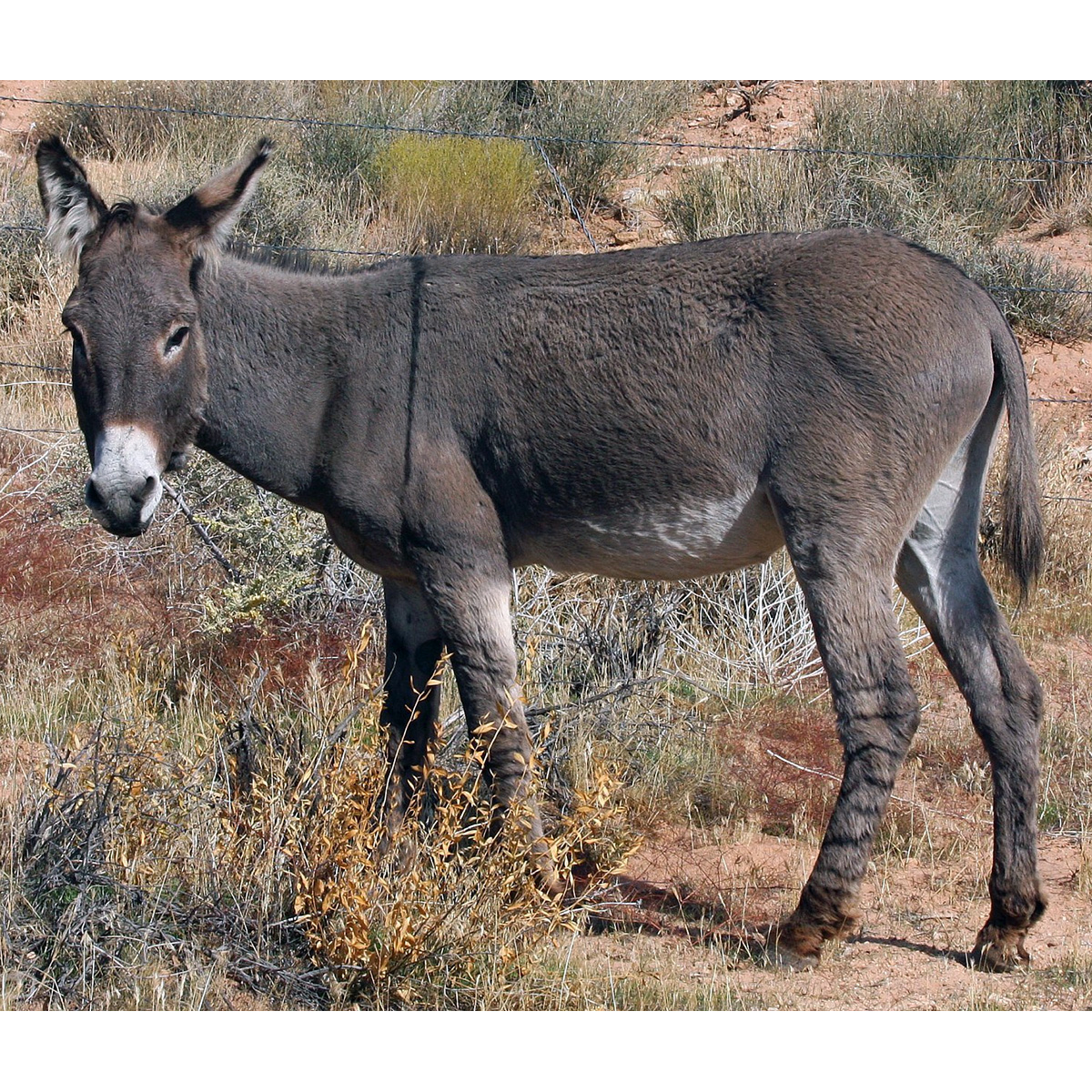 Домашний осёл (Equus asinus) Фото №2