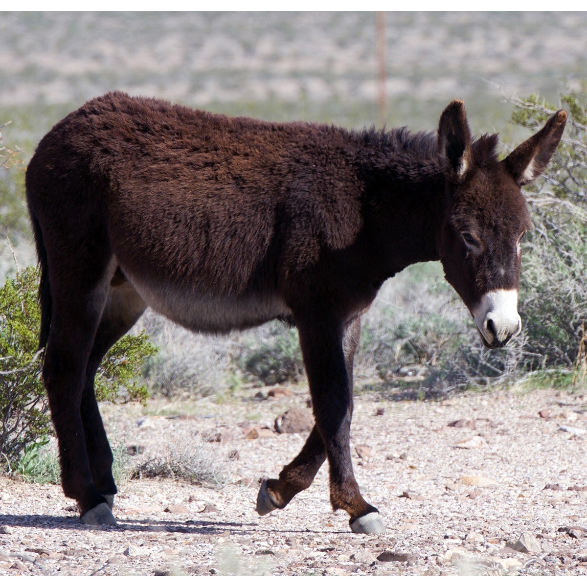 Домашний осёл (Equus asinus) Фото №3