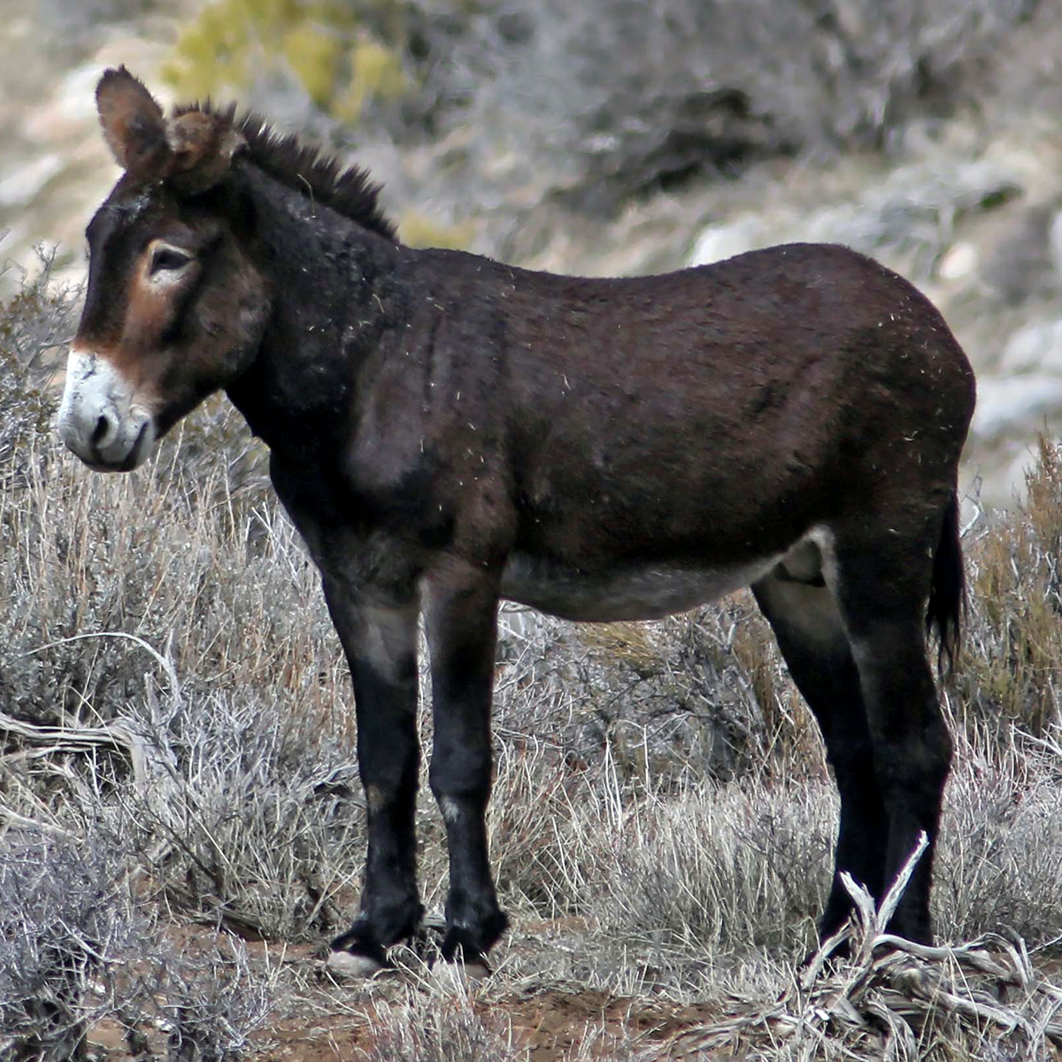 Домашний осёл (Equus asinus) Фото №4