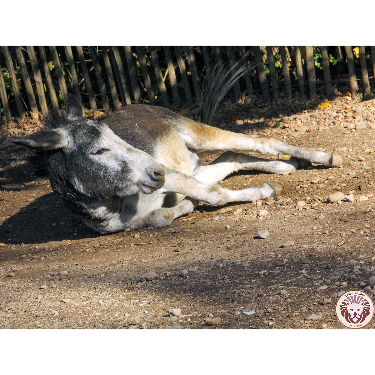 Домашний осёл (Equus asinus) Фото №5