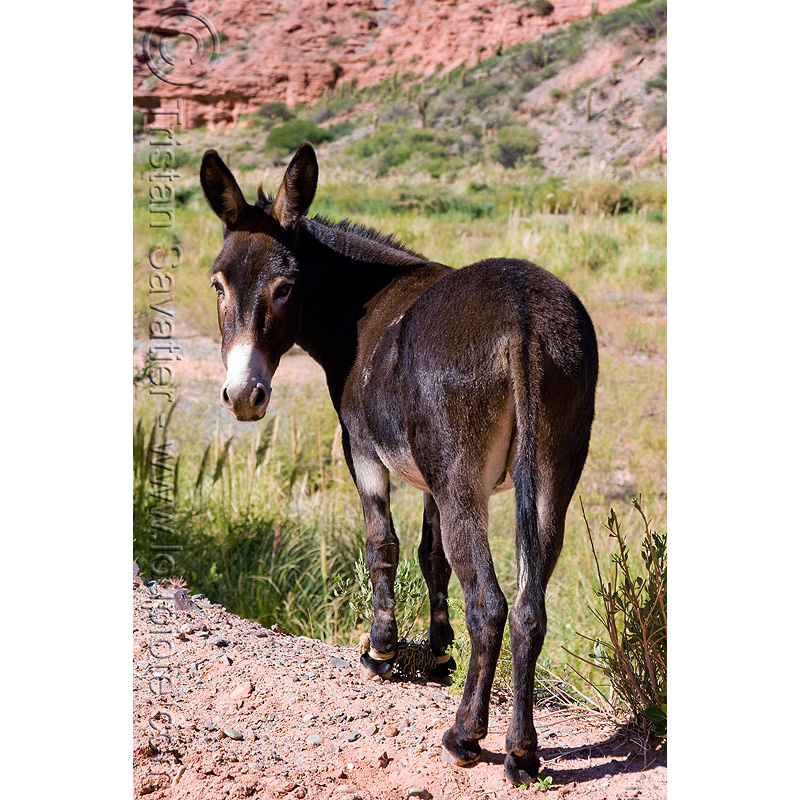 Домашний осёл (Equus asinus) Фото №6