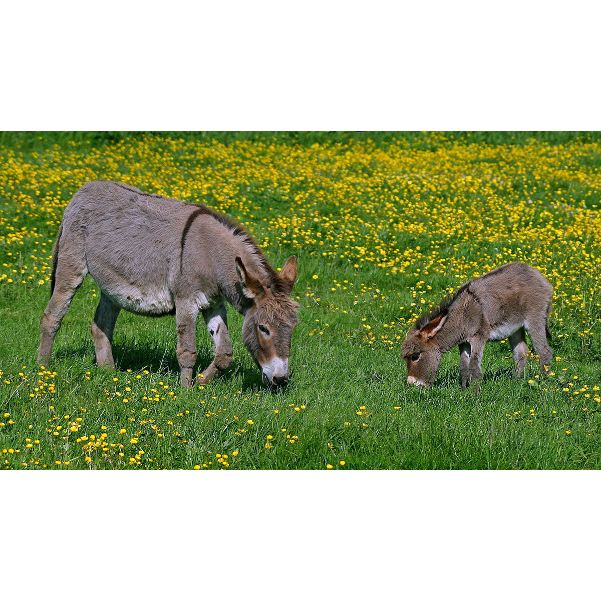 Домашний осёл (Equus asinus) Фото №7