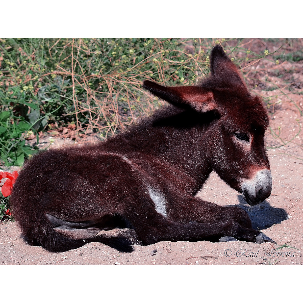 Домашний осёл (Equus asinus) Фото №8