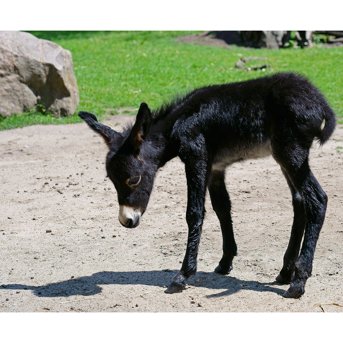 Домашний осёл (Equus asinus) Фото №9