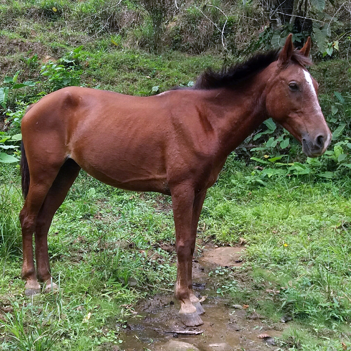 Домашняя лошадь (Equus caballus) Фото №3