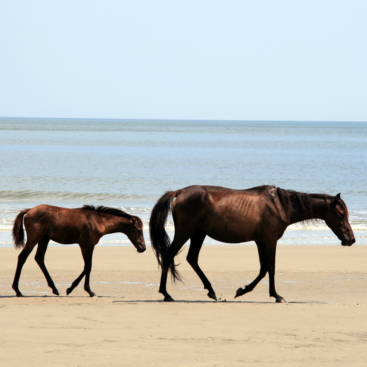 Домашняя лошадь (Equus caballus) Фото №7
