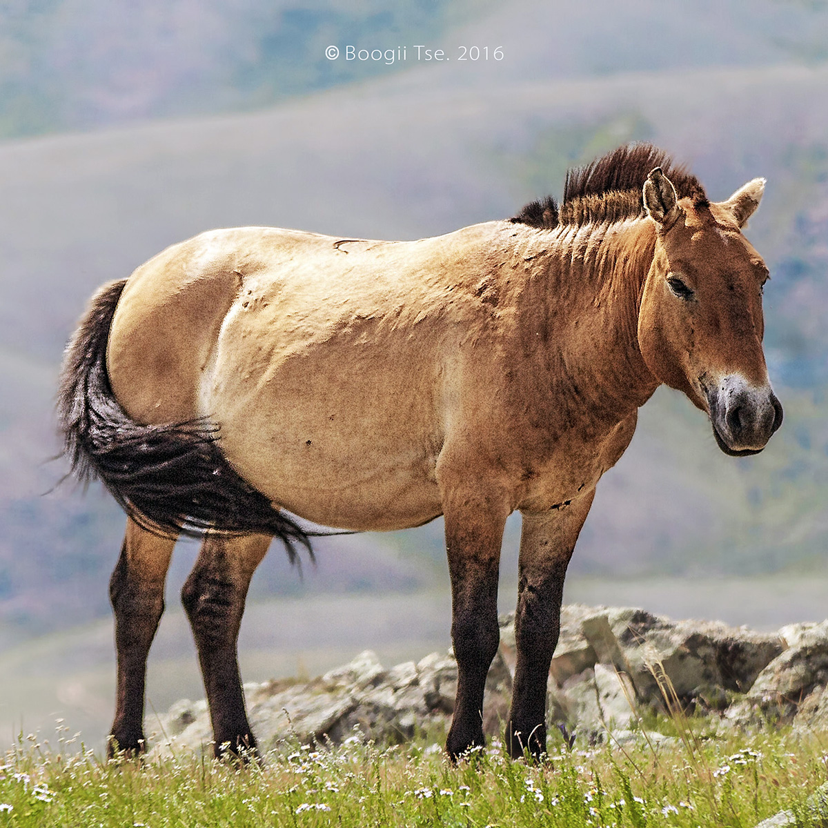 Дикая лошадь (Equus ferus) Фото №3