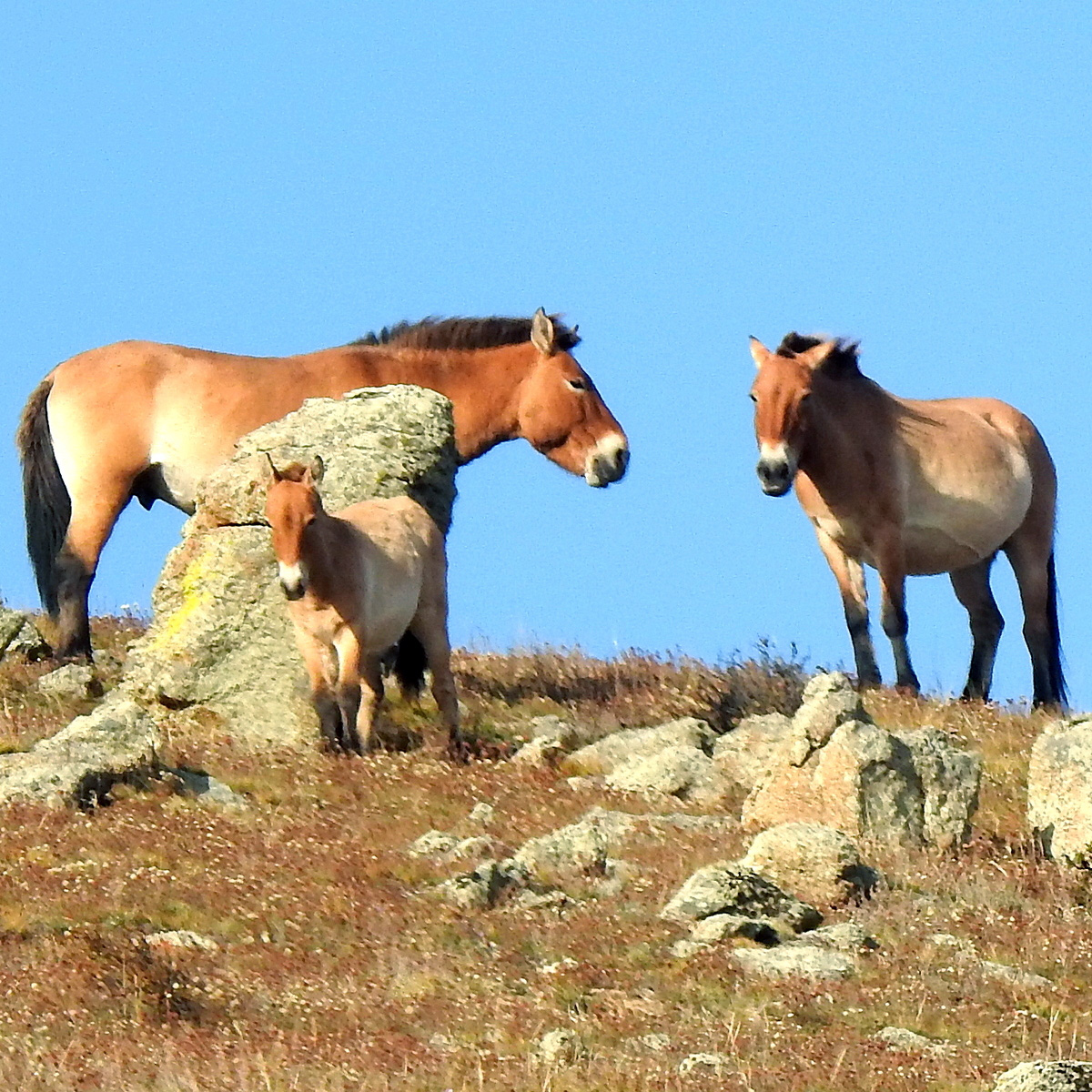 Дикая лошадь (Equus ferus) Фото №7