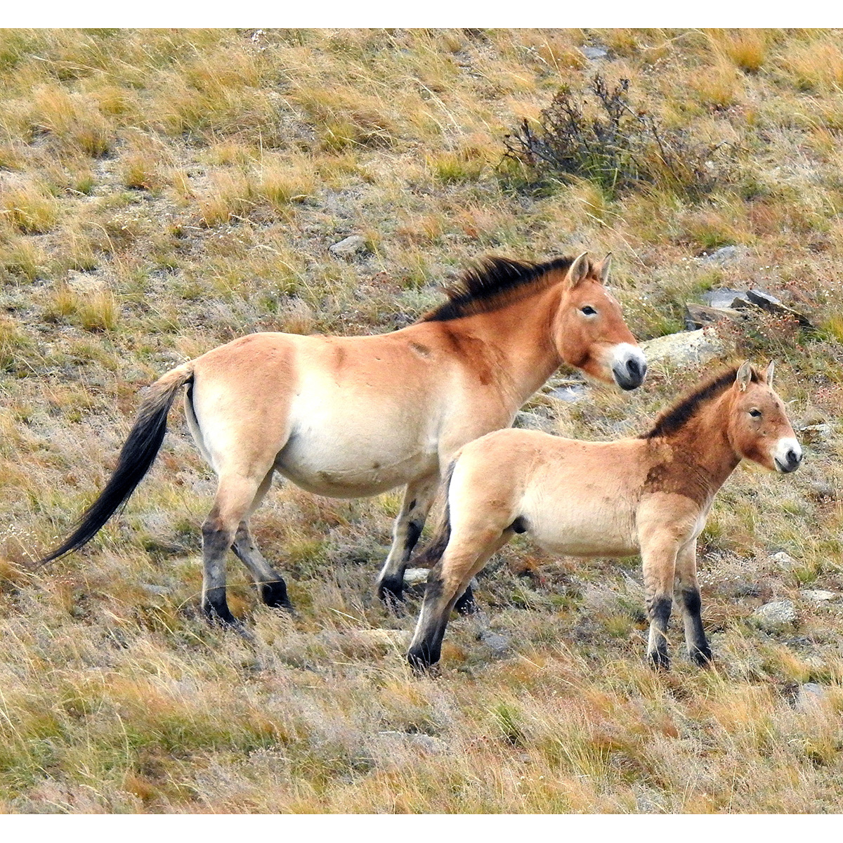 Дикая лошадь (Equus ferus) Фото №8
