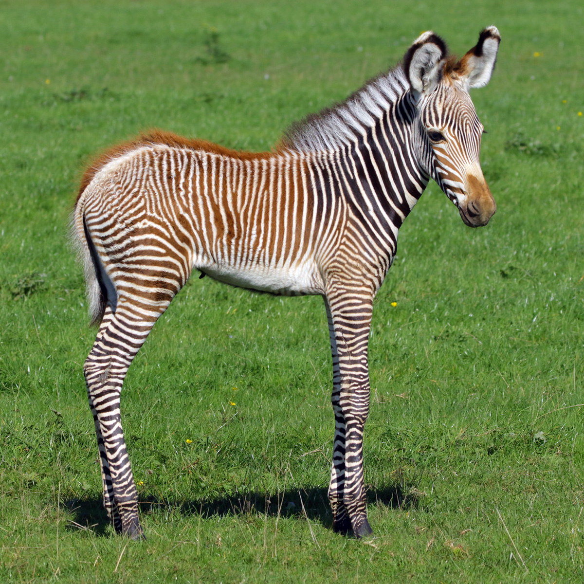 Зебра Греви (Equus grevyi) Фото №9