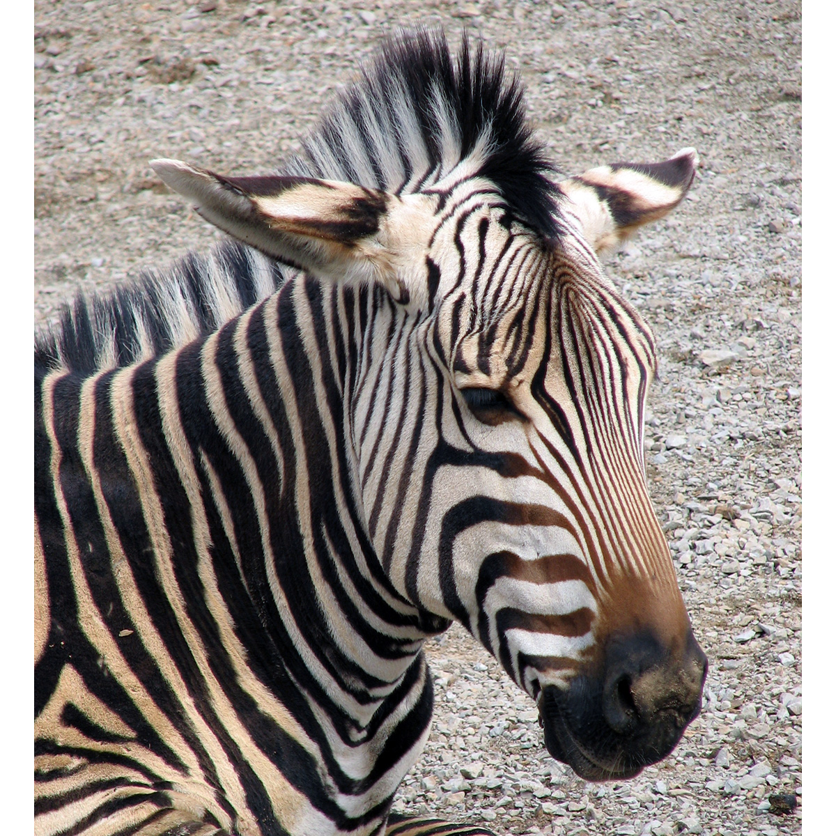 Горная зебра Хартмана (Equus hartmannae) Фото №10