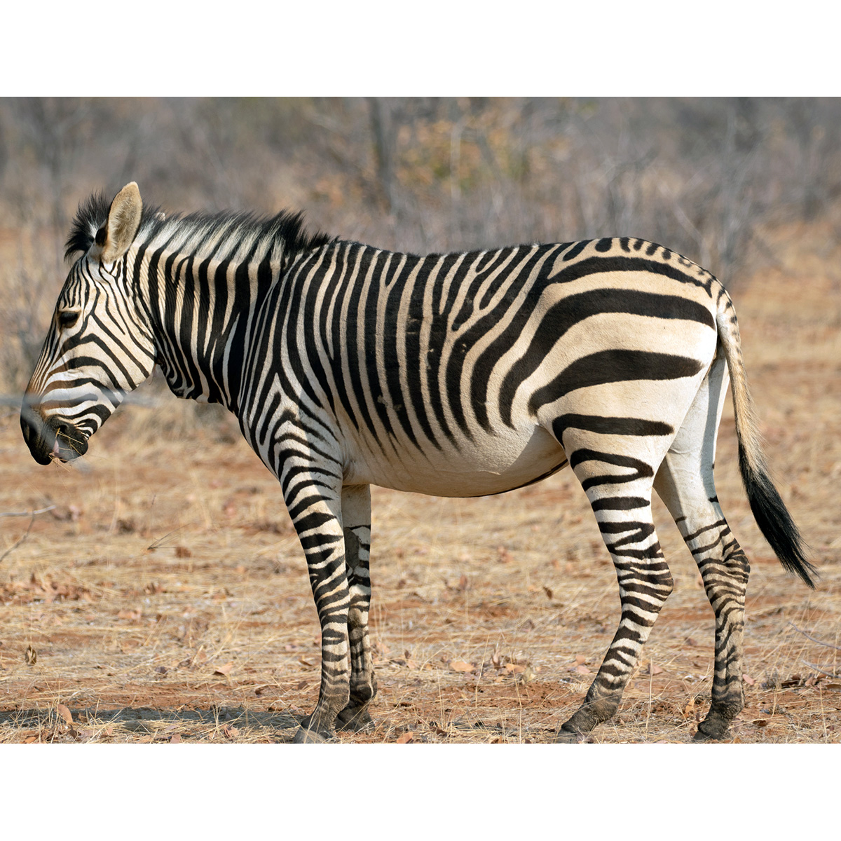 Горная зебра Хартмана (Equus hartmannae) Фото №2