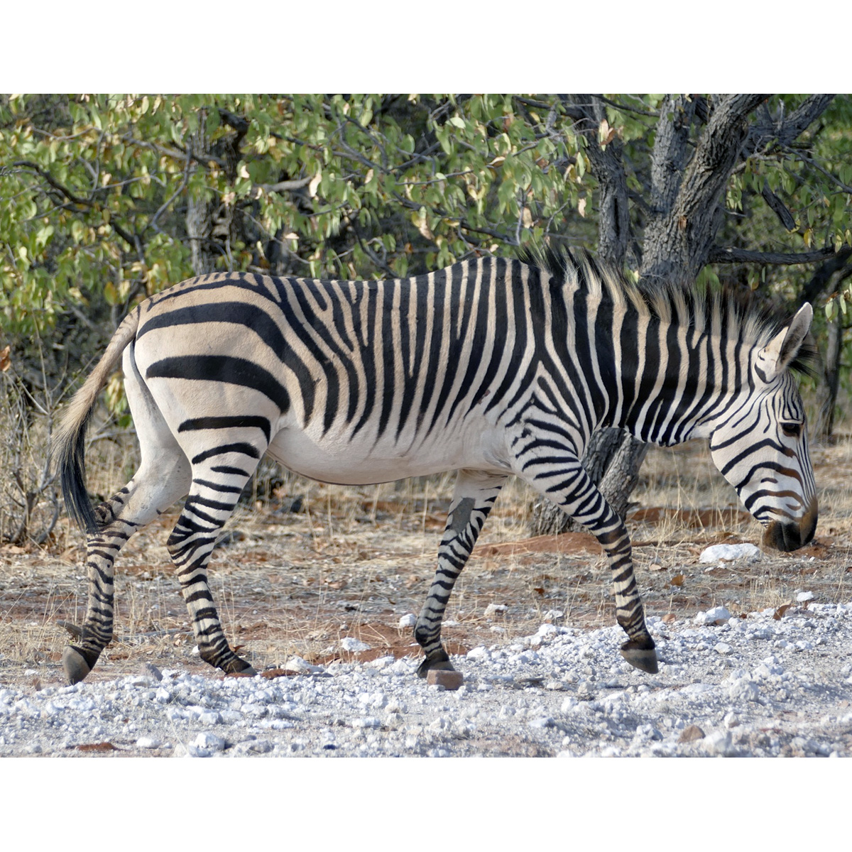 Горная зебра Хартмана (Equus hartmannae) Фото №3