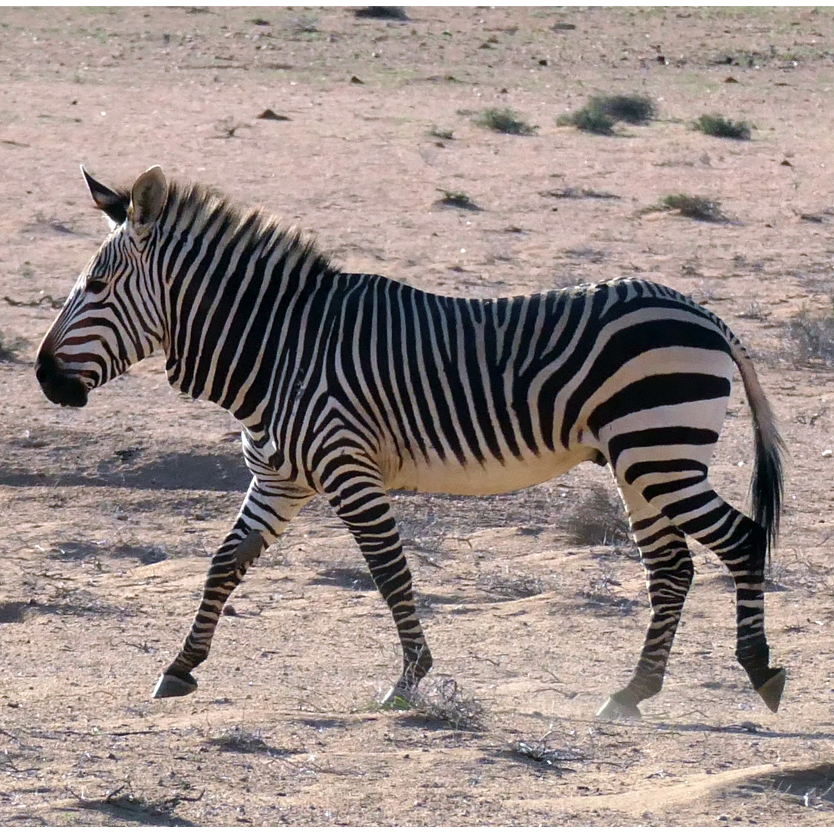 Горная зебра Хартмана (Equus hartmannae) Фото №4
