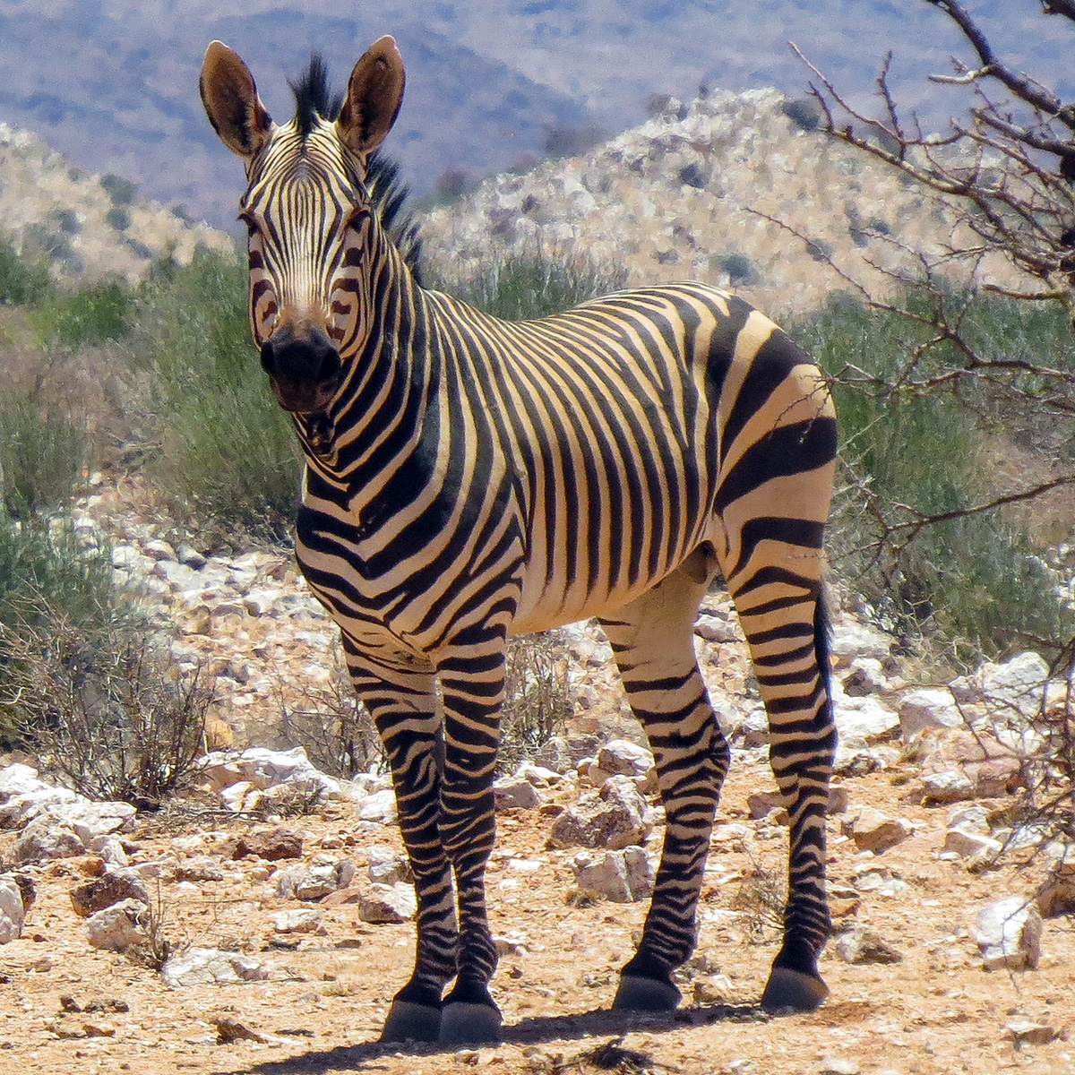 Горная зебра Хартмана (Equus hartmannae) Фото №5