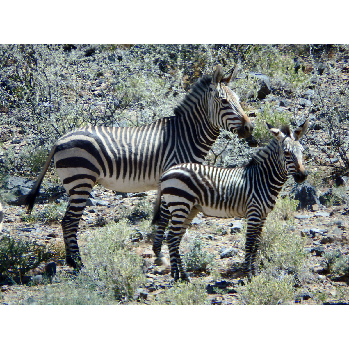 Горная зебра Хартмана (Equus hartmannae) Фото №7