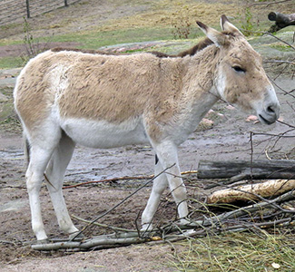 Equus hemionus kulan