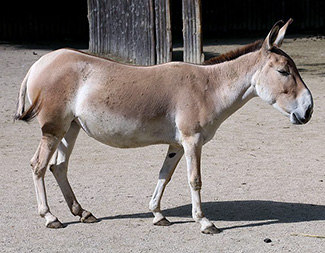 Equus hemionus onager