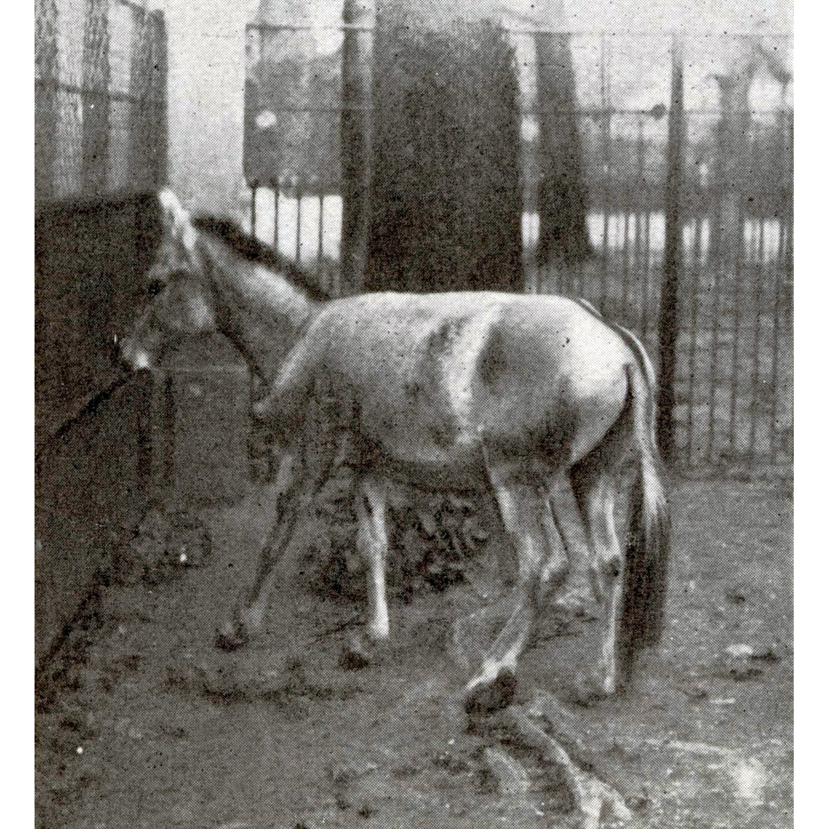 †Сирийский кулан (Equus hemippus) Фото №2