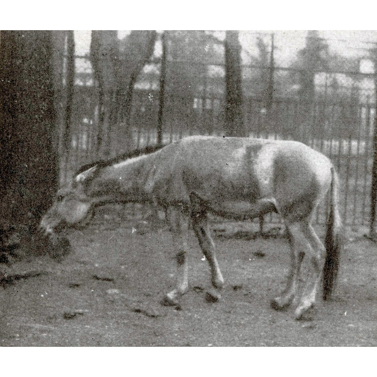 †Сирийский кулан (Equus hemippus) Фото №4