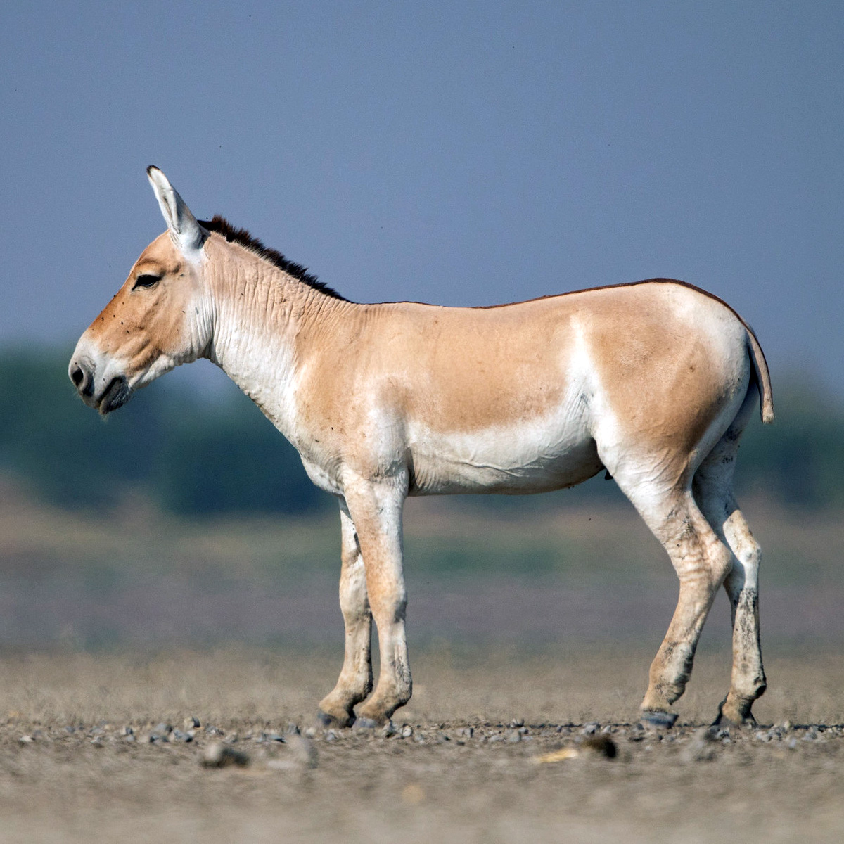 Индийский кулан (Equus khur) Фото №2