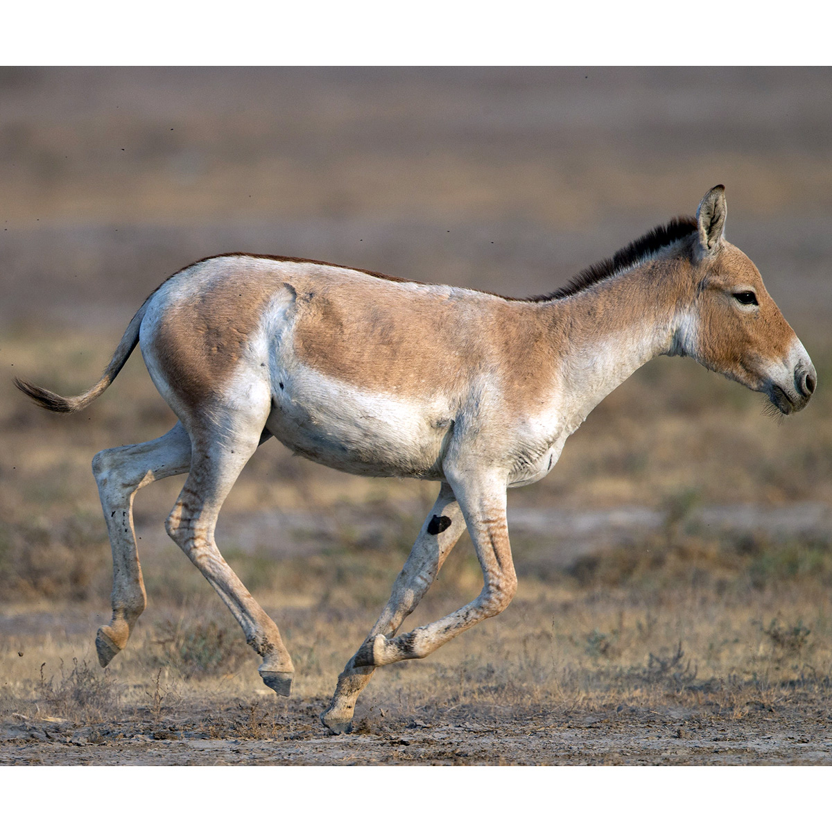Индийский кулан (Equus khur) Фото №3