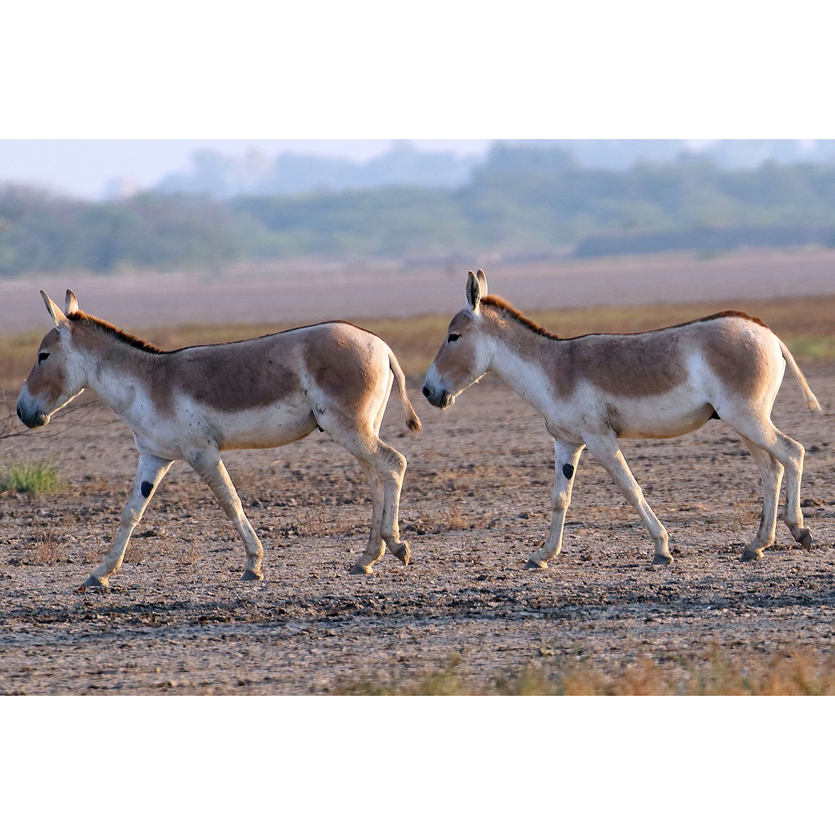 Индийский кулан (Equus khur) Фото №4